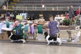 2012 BHCC National Specialty - Class Dogs